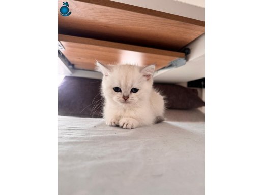 2 Aylık Tatlı oyunbaz British Shorthair (Dişi)