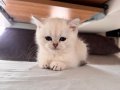 2 Aylık Tatlı oyunbaz British Shorthair (Dişi)