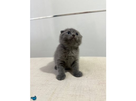 YAVRU YUMOS KEDİSLER