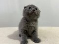 YAVRU YUMOS KEDİSLER