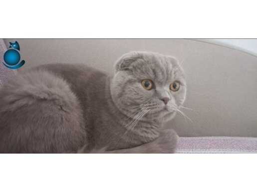 9 Aylık British Shorthair