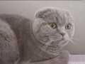 9 Aylık British Shorthair