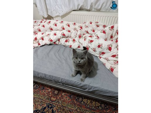 7 aylık aşırı hareketli ilgi manyağı erkek brıtısh