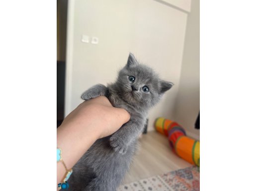 Kuma ve kuru mamaya alıştırılmış 