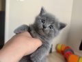 Kuma ve kuru mamaya alıştırılmış 