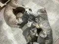 10 yavru British Shorthair