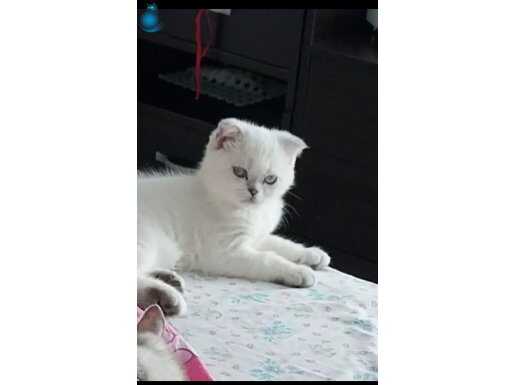 Erkek yavru kedi