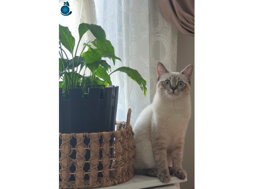 OYUNCU KEDi 