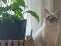 OYUNCU KEDi 