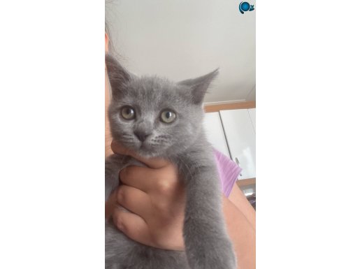 Oyuncu yavru british acil 