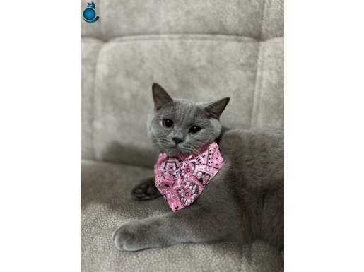 Sevimli Minnoş British