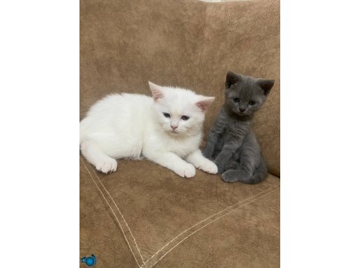 Acil british yavrular