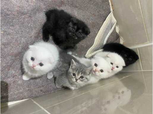 Orjinal Sevimli Bebekler Scottish fold