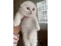 Sevimli bebekler scottish fold