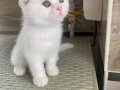 Pamuk Gibi Scottish Fold Yavru 