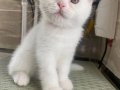 Pamuk Gibi Scottish Fold Yavru 