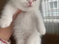 Pamuk Gibi Scottish Fold Yavru 