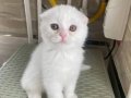 Pamuk Gibi Scottish Fold Yavru 