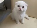 Pamuk Gibi Scottish Fold Yavru 