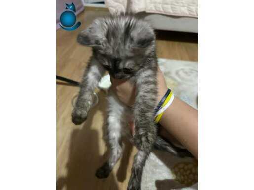 Cins kedi