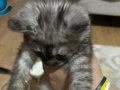 Cins kedi