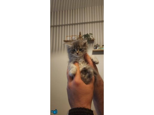 Kuma ve kuru mamaya alıştırılmış sağlıklı yavru ücretli 