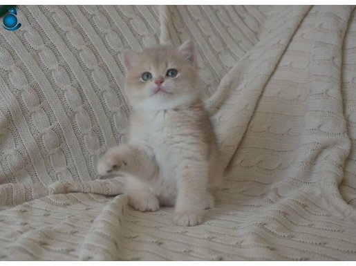 Anne baba full şecereli ay12 brıtısh shorthaır 