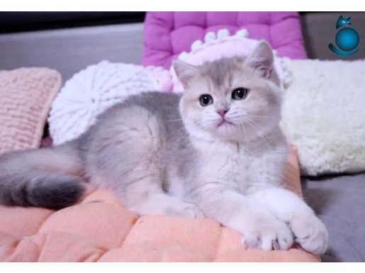 Brıtısh shorthair mükemmel genetik safran kedi
