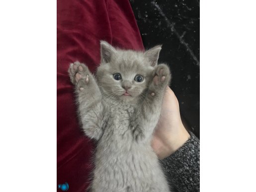 Oglumuzu Sahiplendiriyoruz