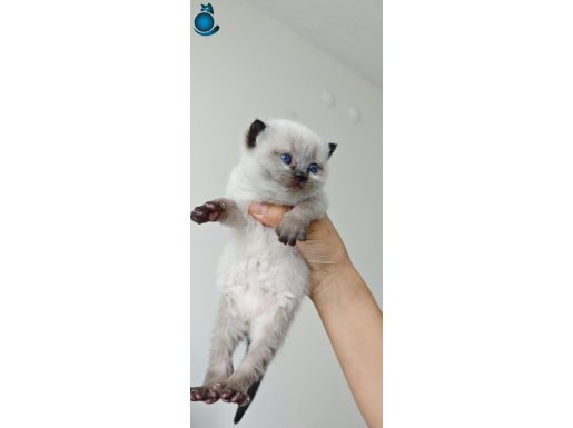Kırık kulak blue point chocolate point yavruları ı