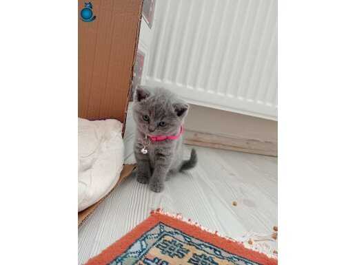 Yavru kedilerimiz 3 adet 1 erkek 2 dişi oyuncul bir kedi 