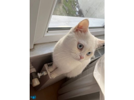 Bir yaşına yeni girdi 
