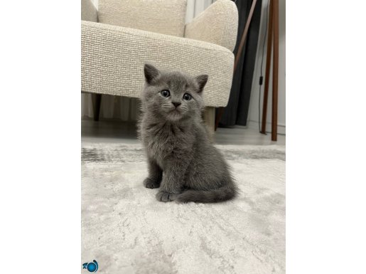 Kuru mama ve kum eğitimi vardır 