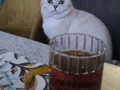 2 yaşında, aşıları tam , kısır,uysal akıllı kedimiz