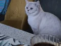 2 yaşında, aşıları tam , kısır,uysal akıllı kedimiz