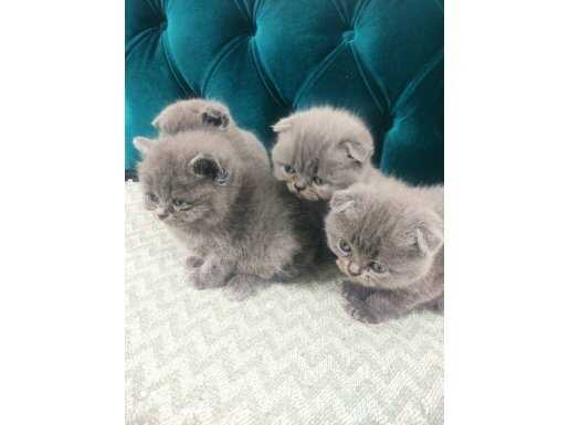 Oyuncu ve Uysal British Shorthair Minikler Sahiplendiriliyor