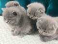 Oyuncu ve Uysal British Shorthair Minikler Sahiplendiriliyor