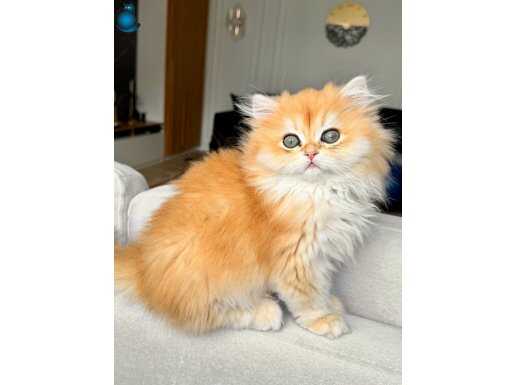 Saf kanlı British longhair kedi
