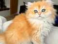 Saf kanlı British longhair kedi