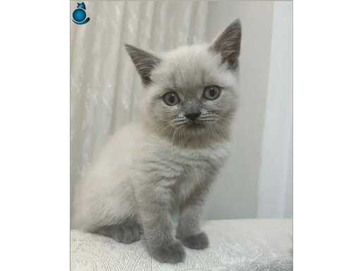 British bluepoint (eşyalar,ev ve mama,kum)ile verilecektir