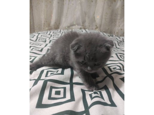 Scottish Fold 2 Erkek Yavruya Yuva Arıyoruz