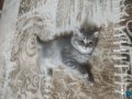 British shorthair 2 aylık 