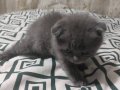 Scottish Fold 2 Erkek Yavruya Yuva Arıyoruz