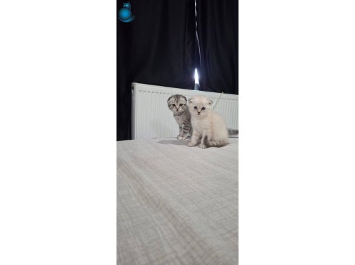 Scottis Fold . yavrular dişi 