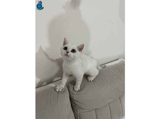 British Shorthair NS 11