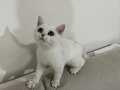 British Shorthair NS 11