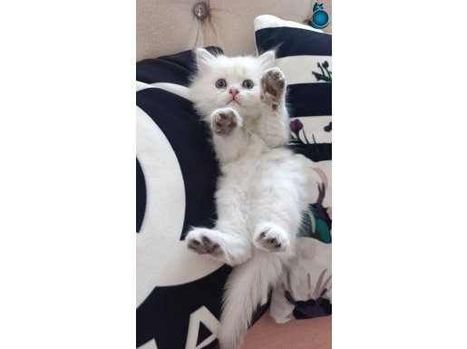 Show kalite Secereli Anne Babanın orjinal british Yavruları