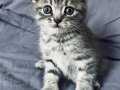 Scottish fold erkek yavrumuz 2 aylık 