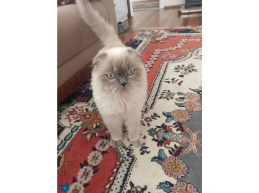 1 yaşındaki kendim acil satılık 