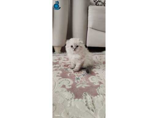 Pandalar yeni yuvasını arıyorlae